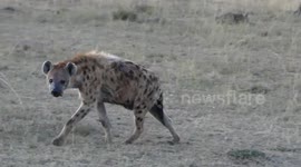 Spotted Hyena den with lots of cubs of different ages playing, running