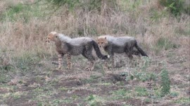 Hungry little cheetah cubs nursing from mom