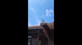 A rare moment to see dancing insects dancing on your fingers