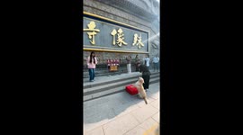 Labrador retriever's prayer-like gestures at Chinese buddhist shrine melt hearts online