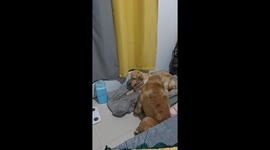 Chinese Golden Retriever rolls with joy after returning to her mother's side