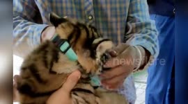 Chinese zoo slammed after tiger cub given gloves and muzzle for tourists to take pictures