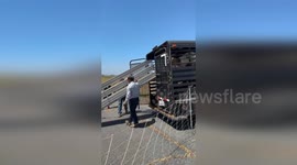 Hundred of hungry goats unleashed to clear brush and halt fires