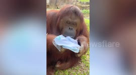 Orangutan cools off with icy towel and palmetto fan amid hit wave