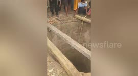 Injured five buffaloes rescued from well in Madhya Pradesh,India