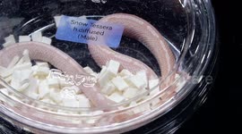 Snakes,Hairless Mice and Goats at Thailand's Top Pet Fair in Bangkok