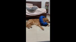 Surprise guest: Shih Tzu crashes golden retriever's video