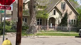 Colorado wildlife staff battle to remove bear climbing residential trees in