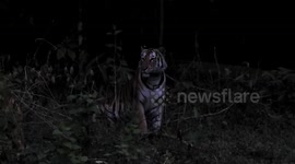 Wild tiger squares off with park rangers