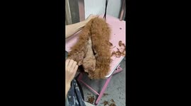 Teddy dog's trim turns into hilarious surprise