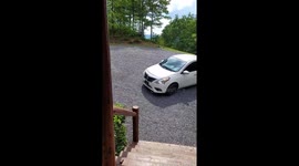 Bear and cubs caught trying to break into car in Gatlinburg, USA