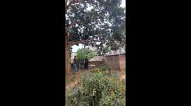 Near miss: tree cutting mishap in Guangxi, China