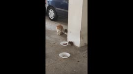 Unexpected dinner guest: cat's plate hijacked by a sneaky rat