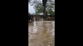 Miraculous rescue: dog saved from floods after eight days stranded