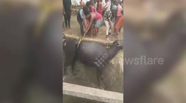 Heroic rescuers save five buffaloes trapped in central India well