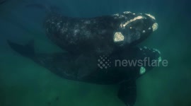 Face to face with giants: Diver captures stunning close-up footage of whales off Argentine coast