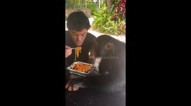 Matt Dillon shares pasta dinner with chimpanzee companion Limbani in Miami