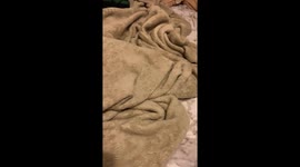 Cat sneaks pizza feast under bed