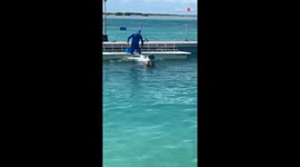 Gitl experiences the whirlwind romance with dolphins in the tropical paradise of Cuba