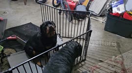 Someone moved the gate and this poor dog thinks he's trapped and patiently waits for his owner to let him out.