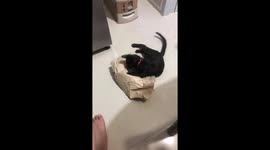 Kittens play peek-a-boo with paper bag