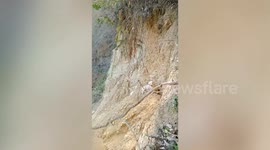 Two Poodle dogs trapped on steep cliff rescued