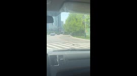 Duck family waddle across road... even using the zebra crossing