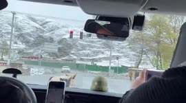Get a moooove on! Cow waits for traffic lights to turn green before wandering along road