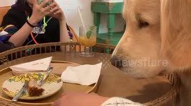 Golden Retriever is desperate to reach a piece of cake