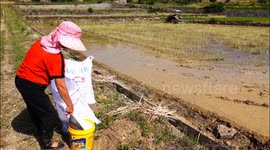 China: Farmer Tilled Fields in Preparation For Planting Rice in Yichang