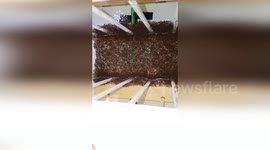 USA: Fire Ant Rafts Inspire Breakthroughs in Self-Healing Materials