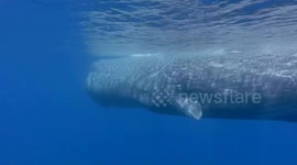 Israel: Whale's Epic Journey Highlights Perils Faced by Marine Life in Mediterranean