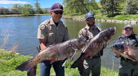 USA: CPW Removes Invasive Carp from Arvada Pond