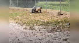 Giant alligator prompts police response in Florida