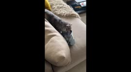 Whiskered Robin Hood: Mastermind cat orchestrates microscopic mischief