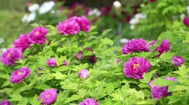 American man explores peony cultivation in China's