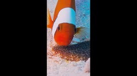 Clownfish Cares For Offspring