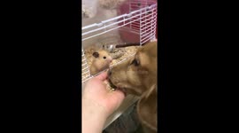 Hamster shares meal with dog