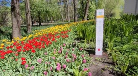 Festival of tulips 2024 opens in Central Park of St Petersburg,  Russia