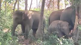 India: Heard of elephants wreaks havoc in banana fields