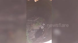 India: Bull rescued after it fell into open well