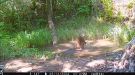 Bear cub plays with camera while momma bear splashes about in this spring-fed pond in Idaho. Bear cub goes to waters edge upon exiting the area.