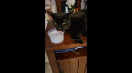 Spoiled Cat Sips Filtered Ice Water