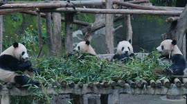 China: Chongqing Zoo Panda Visitors Number Hit A Record High