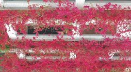 China: Bougainplum Blossoms Surround Buildings in Chongqing