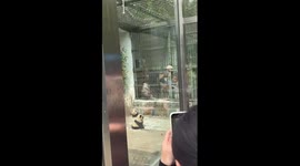 Chinese zoo paints chow chow dogs black-and-white to look like pandas