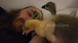 Man sleeping gets bit by gosling