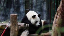 China: Hongshan Forest Zoo in Nanjing