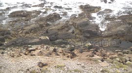 Turkey Vultures wait to scavenge Sea Lion afterbirth as a new pup has its first milk meal