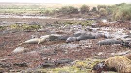 Young male Elephant Seals lie amongst algal mush on the beach, oblivious to the smell.